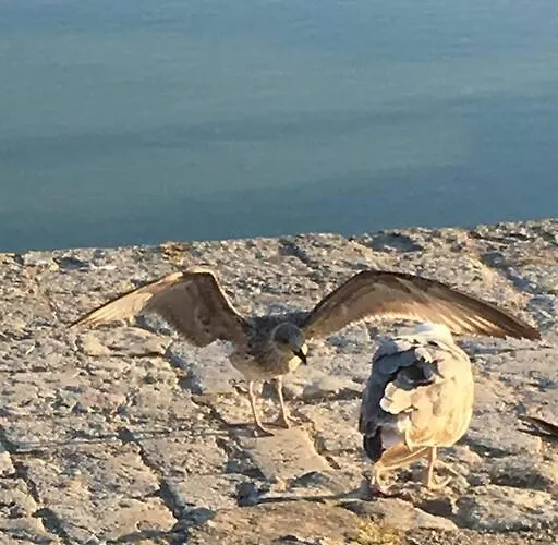 Joli En Proche De La Dolus d'Oléron